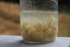 Sarımsak Suyu Kullanımı ve Faydaları Nelerdir?